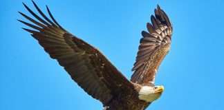 McKenzie Intelligence Services (MIS), a leader in geospatial intelligence, and Eagleview, a trailblazer in geospatial technology, have announced a strategic collaboration aimed at enhancing the insurance industry’s ability to respond to North American catastrophes.