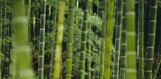 Bamboo Insurance, a California-based InsurTech provider of homeowners insurance, has entered into a partnership with Accredited, a specialty insurance platform, to expand protection for homeowners across the state.