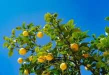 Southern Oak Insurance Company, a Florida-based insurer, has partnered with ZestyAI, an artificial intelligence-driven property risk analytics platform, to strengthen its visibility into property condition and exposure across its homeowners portfolio.