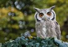 DigitalOwl joins Datavant in legal and insurance data push Datavant, a healthcare data collaboration platform working with payers, providers, life sciences, legal and insurance clients worldwide, has announced its agreement to acquire DigitalOwl, an InsurTech company specialising in AI-driven medical data analysis.