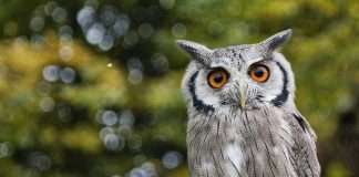 Datavant, a healthcare data collaboration platform working with payers, providers, life sciences, legal and insurance clients worldwide, has announced its agreement to acquire DigitalOwl, an InsurTech company specialising in AI-driven medical data analysis.