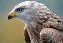 Falcon Finance launches $10m onchain insurance fund Falcon Finance, a digital asset platform focused on stablecoins, has launched a $10m onchain insurance fund to bolster transparency and risk management while protecting institutional partners using its protocol.