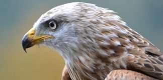 Falcon Finance, a digital asset platform focused on stablecoins, has launched a $10m onchain insurance fund to bolster transparency and risk management while protecting institutional partners using its protocol.