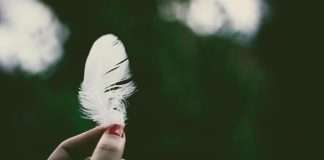 Berlin-based InsurTech startup Feather, a digital-first insurance provider focused on expats in Europe, has announced the launch of its new car insurance offering.