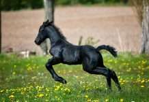 Kayna, an embedded insurance infrastructure platform, has partnered with Willis, a global insurance broker, to deliver a new online insurance offering through Equine MediRecord (EMR).