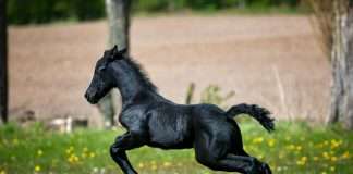 Kayna, an embedded insurance infrastructure platform, has partnered with Willis, a global insurance broker, to deliver a new online insurance offering through Equine MediRecord (EMR).