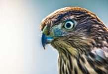 HawkSoft, a long-standing provider of agency management systems, and Cara, an InsurTech company specialising in AI solutions for the insurance sector, have entered into a new partnership aimed at streamlining insurance operations.