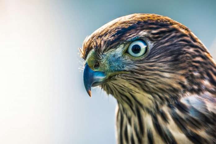 HawkSoft, a long-standing provider of agency management systems, and Cara, an InsurTech company specialising in AI solutions for the insurance sector, have entered into a new partnership aimed at streamlining insurance operations.