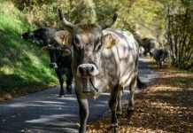 Cowbell, a leading provider of adaptive cyber and specialty insurance solutions for small and mid-market organisations, has announced the launch of its refreshed brand identity.