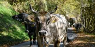 Cowbell, a leading provider of adaptive cyber and specialty insurance solutions for small and mid-market organisations, has announced the launch of its refreshed brand identity.