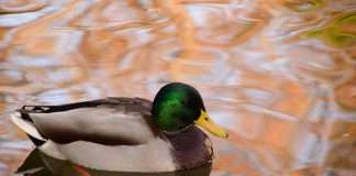 Zelis, a leading provider of healthcare technology solutions, has expanded its Zelis Advanced Payment Platform (ZAPP) into the property and casualty (P&C) insurance market through a strategic partnership with Duck Creek Technologies.