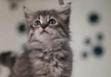 Trupanion launches adoption day insurance programme with Shelters United