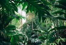 Prestige Underwriting and Urban Jungle launch non-standard home insurance Prestige Underwriting, a specialist managing general agent, and Urban Jungle, a UK-based InsurTech, have announced a new partnership to deliver non-standard home insurance through Urban Jungle’s online platform.