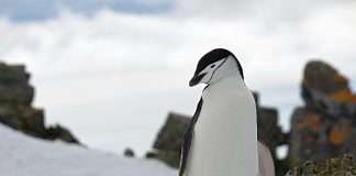 Bold Penguin has announced a new partnership with Adaptive Insurance, bringing the insurer’s parametric power outage protection to the Bold Penguin Placement Desk and expanding the range of climate-resilience solutions available to agents.