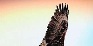 HawkSoft, an insurance agency management system, and SALT, an InsurTech firm specialising in intelligent client intake technology, have announced a new integration aimed at improving the accuracy and efficiency of insurance data collection.