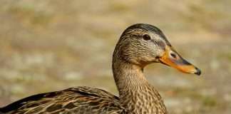 Duck Creek Technologies, the global intelligent solutions provider defining the future of property and casualty (P&C) and general insurance, has appointed Rajesh Raheja as its new Chief Technology Officer (CTO).