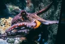 Root Platform, Admiral Pioneer and Octopus Electric Vehicles have joined forces to embed motor insurance directly into the electric vehicle leasing journey.