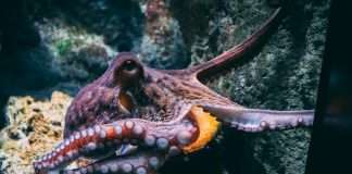 Root Platform, Admiral Pioneer and Octopus Electric Vehicles have joined forces to embed motor insurance directly into the electric vehicle leasing journey.