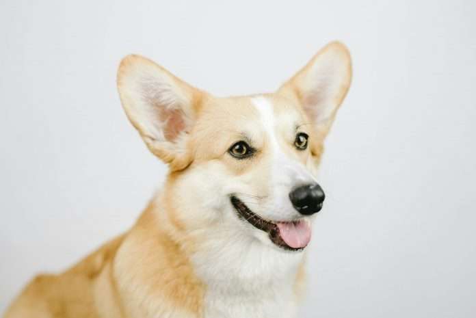 Corgi Insurance, a licensed InsurTech carrier specialising in tech companies, has launched a new Startup Program, designed to simplify and speed up insurance for early-stage businesses.