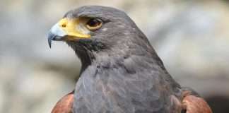 HawkSoft, an InsurTech provider specialising in agency management systems, and AgencyFocus, a financial advisory firm focused on supporting independent insurance agencies, have announced a strategic partnership designed to give agencies greater visibility and confidence in their financial performance.