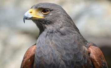 HawkSoft and AgencyFocus team up to deliver financial insight for insurers HawkSoft, an InsurTech provider specialising in agency management systems, and AgencyFocus, a financial advisory firm focused on supporting independent insurance agencies, have announced a strategic partnership designed to give agencies greater visibility and confidence in their financial performance.