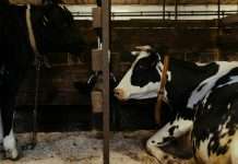 Cowbell, a provider of adaptive cyber and specialty insurance solutions for small and mid-market organisations, has named a new chief financial officer as it enters the next phase of its global growth strategy.