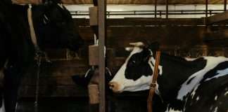 Cowbell, a provider of adaptive cyber and specialty insurance solutions for small and mid-market organisations, has named a new chief financial officer as it enters the next phase of its global growth strategy.