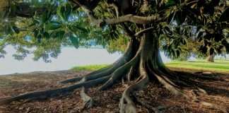 Roots, an InsurTech company specialising in artificial intelligence solutions for insurance operations, has announced that its newly validated Accelerator is now available to Guidewire ClaimCenter users on Guidewire Cloud through the Guidewire Marketplace.