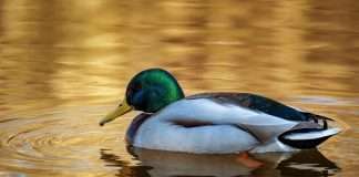 Duck Creek Technologies, a global P&C insurer, has been selected by Frankenmuth Insurance to modernise its agency and producer management capabilities as part of the insurer’s wider digital transformation programme.