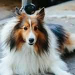 Lassie, the prevention-first pet insurer, has raised $75m in Series C funding as it looks to scale across Europe and challenge traditional models of pet insurance with a stronger focus on preventive care and automation.