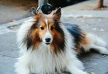 Lassie lands $75m Series C as it targets European expansion Lassie, the prevention-first pet insurer, has raised $75m in Series C funding as it looks to scale across Europe and challenge traditional models of pet insurance with a stronger focus on preventive care and automation.