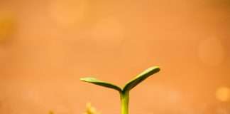 Sproutr, an insurance programme architect, has launched Program Placement Services to streamline carrier placement and accelerate insurance programme launches, expanding its capabilities to support programmes from early-stage design through to market entry.