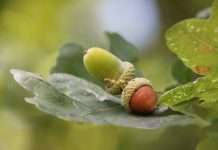 Simplifai, a provider of agentic AI solutions for property and casualty insurance claims, and Acorn Group, a UK insurance provider specialising in motor and property cover, have expanded their partnership following a successful initial deployment earlier this year.