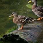 Duck Creek Technologies, a global provider of insurance software, has been selected by Anchor Group Management Inc., a technology- and analytics-focused managing general agency, to deploy its Duck Creek Payments Facilitator as part of a move to modernise insurance payment operations.