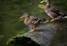 Duck Creek Technologies, a global provider of insurance software, has been selected by Anchor Group Management Inc., a technology- and analytics-focused managing general agency, to deploy its Duck Creek Payments Facilitator as part of a move to modernise insurance payment operations.