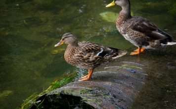 Duck Creek Technologies, a global provider of insurance software, has been selected by Anchor Group Management Inc., a technology- and analytics-focused managing general agency, to deploy its Duck Creek Payments Facilitator as part of a move to modernise insurance payment operations.