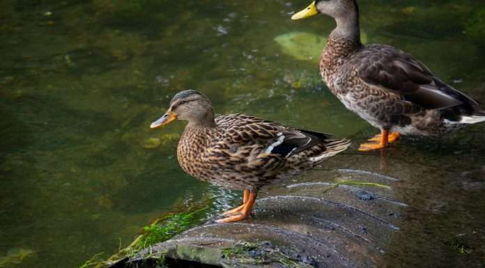 Duck Creek selects AGMI for next-generation payment facilitation Duck Creek Technologies, a global provider of insurance software, has been selected by Anchor Group Management Inc., a technology- and analytics-focused managing general agency, to deploy its Duck Creek Payments Facilitator as part of a move to modernise insurance payment operations.