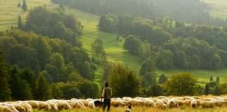 Shepherd, an AI-native commercial insurance platform, has raised $42m in a Series B round led by Intact Private Capital, bringing total funding to $67m.