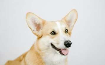 Corgi Insurance has acquired the Corgi.com domain as it continues building what it describes as the first fully integrated, AI-powered insurance carrier.