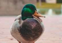 Country-Wide taps Duck Creek for analytics platform