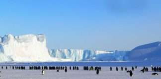 Bold Penguin brings Foxquilt to agent platform Commercial insurance exchange Bold Penguin has partnered with digital MGU Foxquilt to expand admitted commercial general liability coverage options for insurance agents.