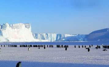 Bold Penguin brings Foxquilt to agent platform Commercial insurance exchange Bold Penguin has partnered with digital MGU Foxquilt to expand admitted commercial general liability coverage options for insurance agents.