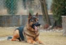 Swiss insurance group Zurich Insurance has launched a new pet insurance product in Australia, developed in collaboration with digital insurer Honey Insurance.