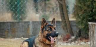 Swiss insurance group Zurich Insurance has launched a new pet insurance product in Australia, developed in collaboration with digital insurer Honey Insurance.