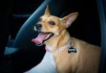 ManyPets, a digital pet insurer, has partnered with veterinary technology firm Vet-AI to integrate digital veterinary services directly into its insurance offering.