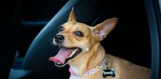 ManyPets, a digital pet insurer, has partnered with veterinary technology firm Vet-AI to integrate digital veterinary services directly into its insurance offering.