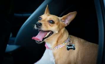 ManyPets, a digital pet insurer, has partnered with veterinary technology firm Vet-AI to integrate digital veterinary services directly into its insurance offering.