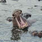 Hippo Holdings has rolled out a scalable AI-driven claims workflow, marking a major step in its transformation toward a more efficient and digitally enabled claims operation.