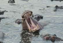 Hippo Holdings has rolled out a scalable AI-driven claims workflow, marking a major step in its transformation toward a more efficient and digitally enabled claims operation.