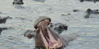 Hippo Holdings has rolled out a scalable AI-driven claims workflow, marking a major step in its transformation toward a more efficient and digitally enabled claims operation.